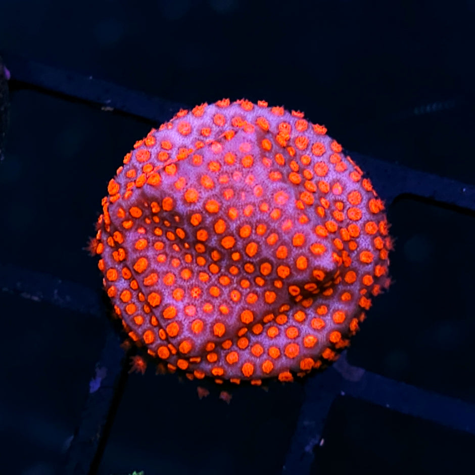 Superman Porites