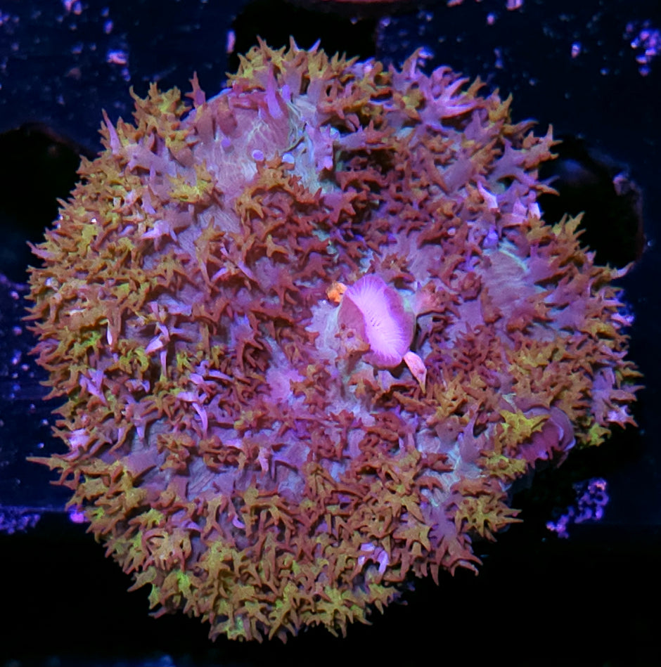 Holy shit St Thomas Mushroom