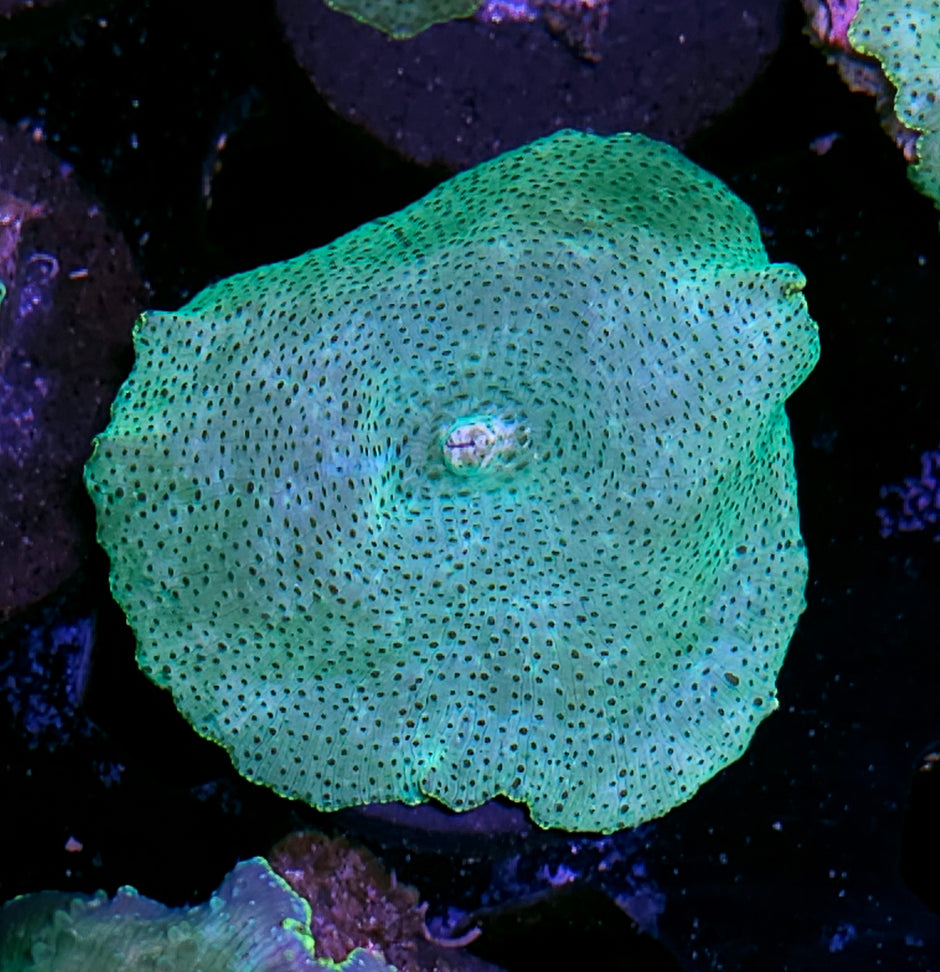 Spotted Mushroom