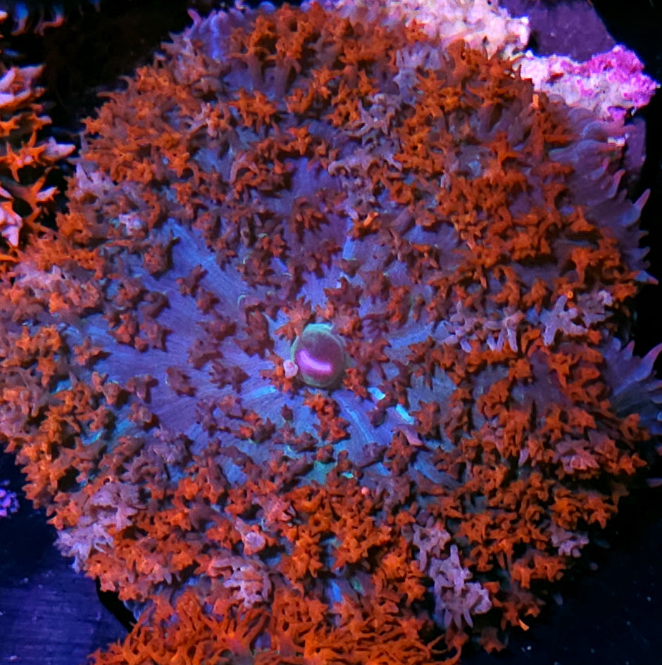 Sexy St Thomas Mushroom
