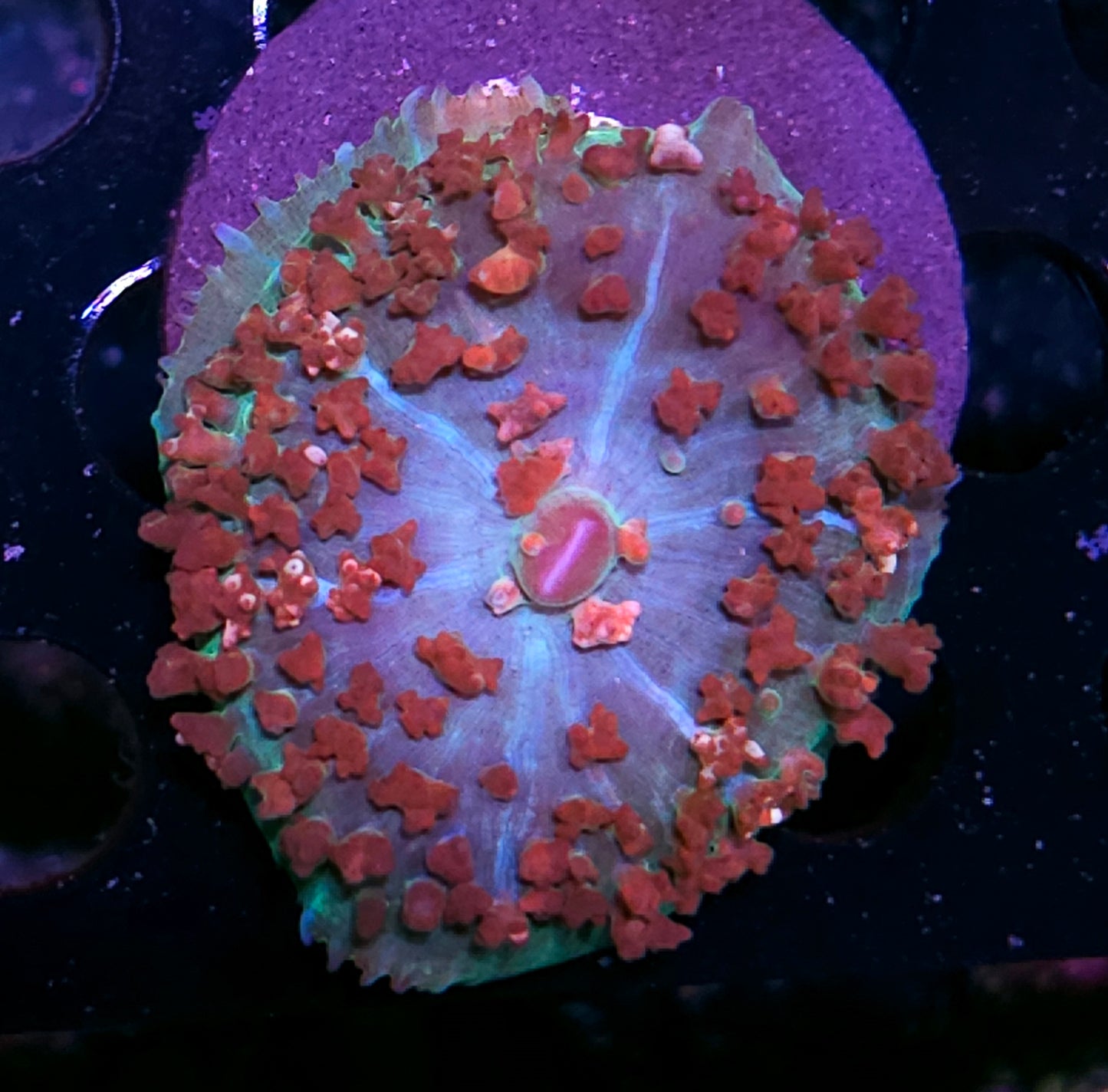 Epic St Thomas Mushroom