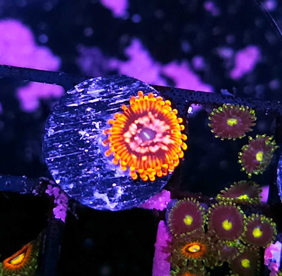Utter Chaos Zoas