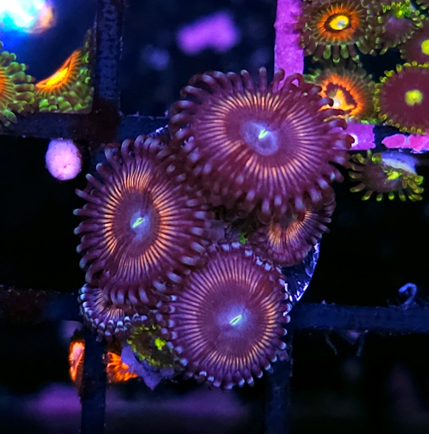 Pink Chrome Zoas