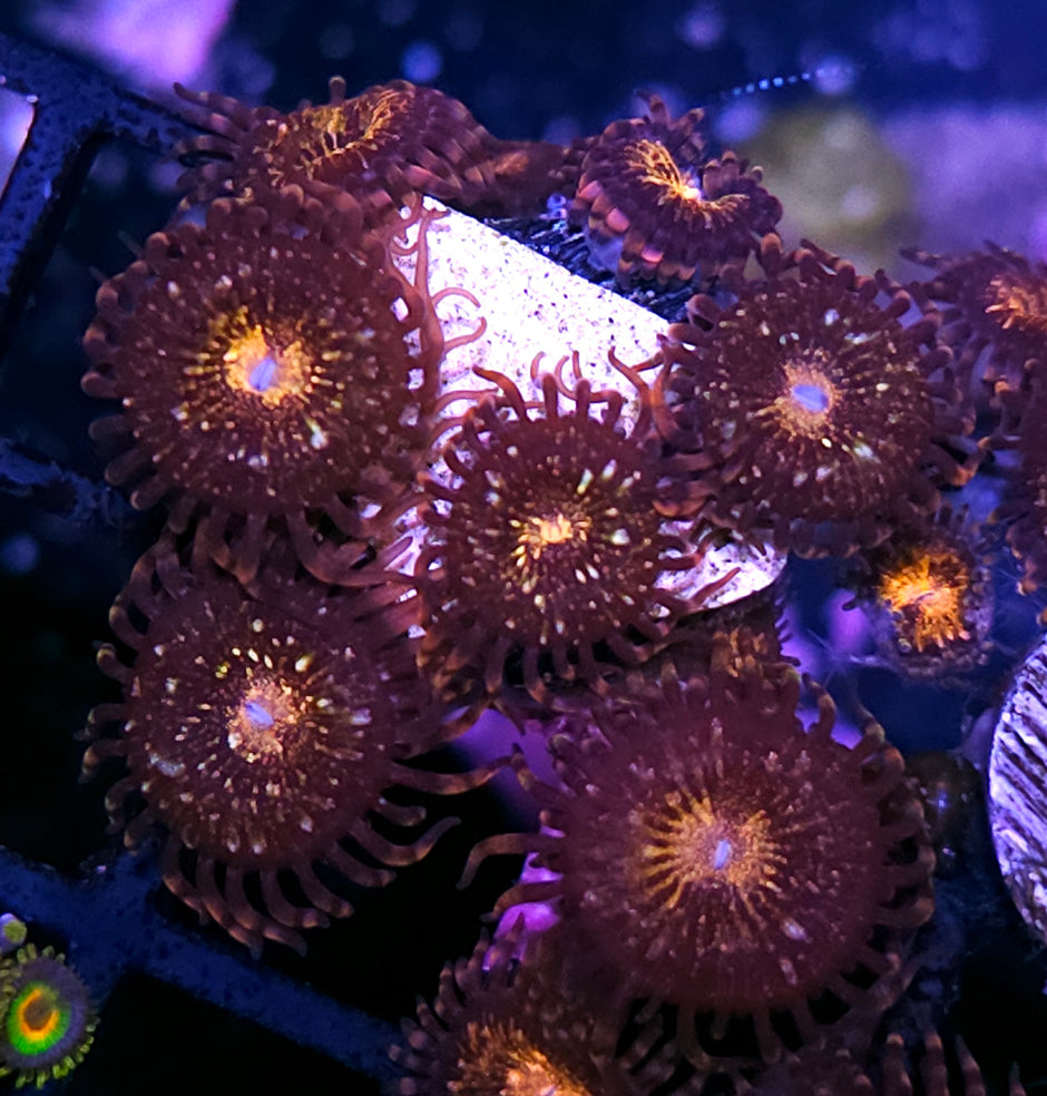 Pandora Zoas