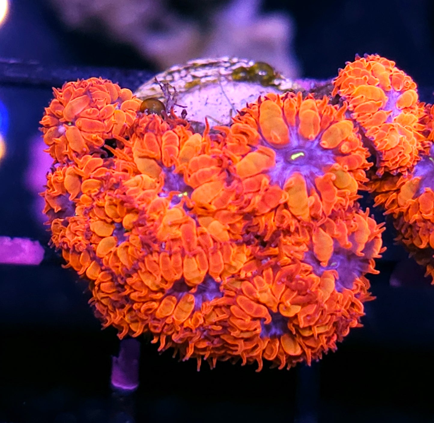 Aquacultured Blue Raven Blasto Colony