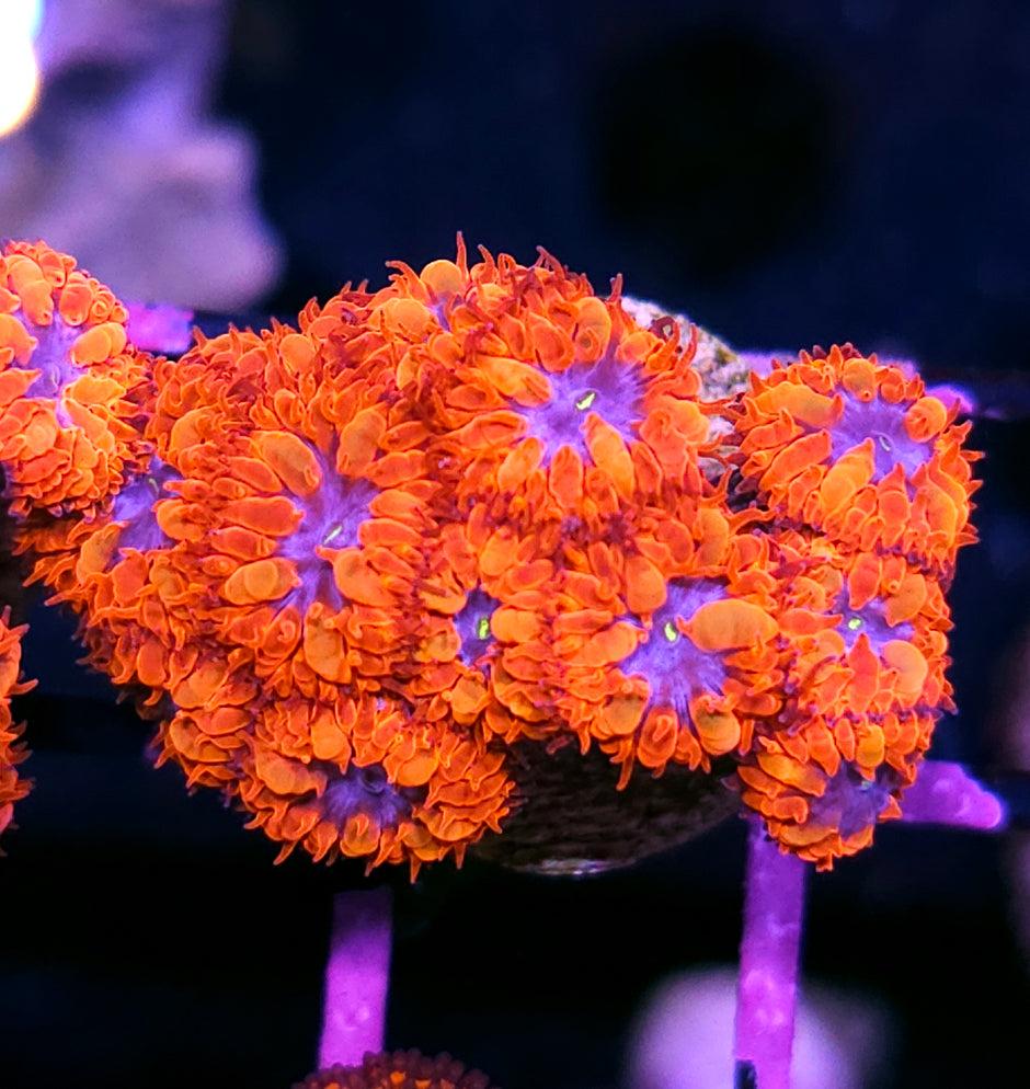 Aquacultured Blue Raven Blasto Colony