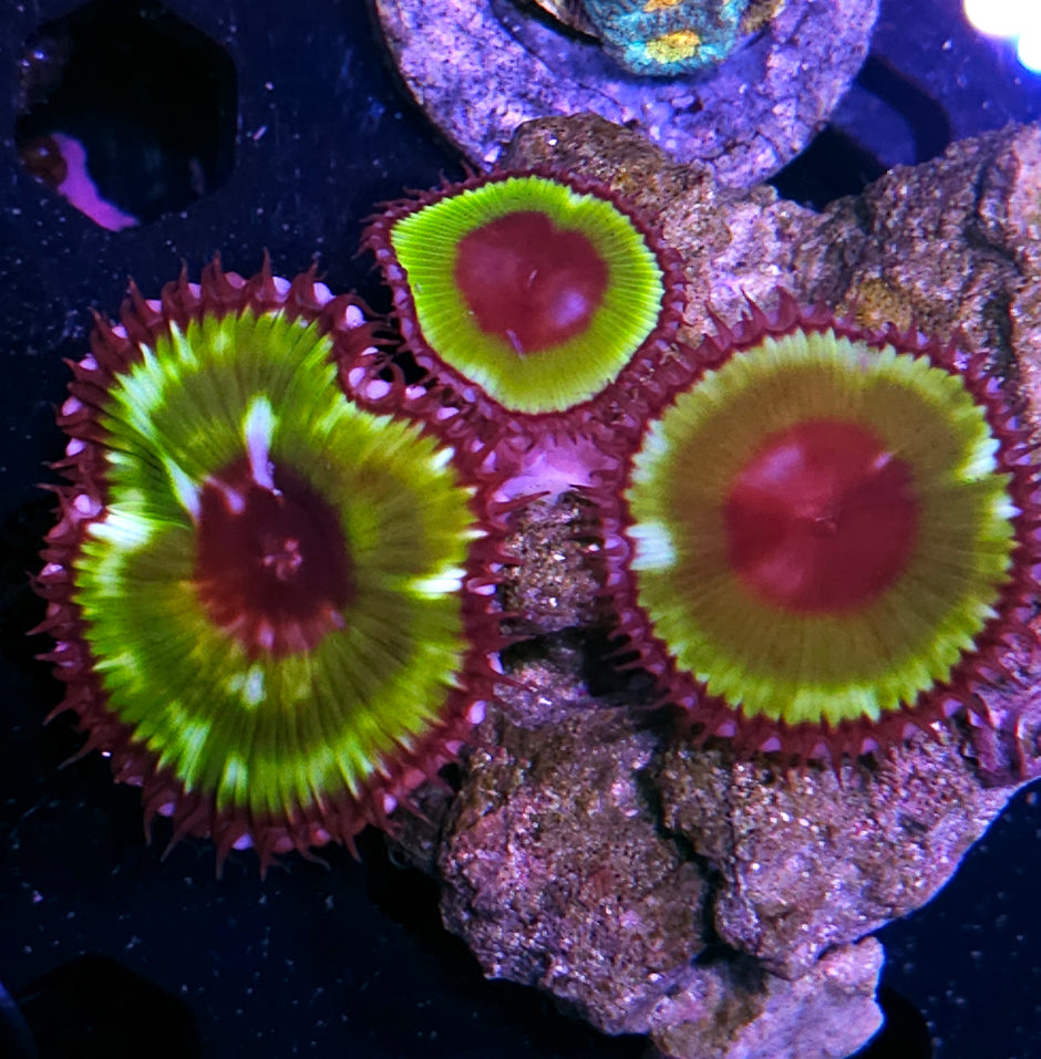 Green Grandis Palys Colony ALMOST EXTINCT IN THE WILD