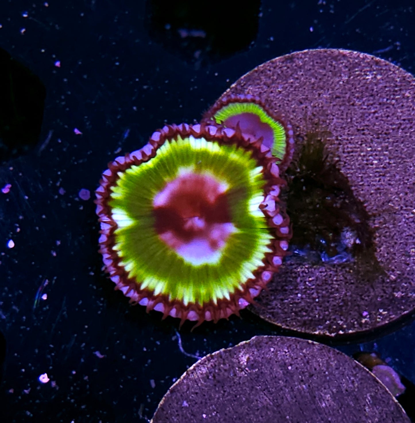 Green Grandis Palys ALMOST EXTINCT IN THE WILD