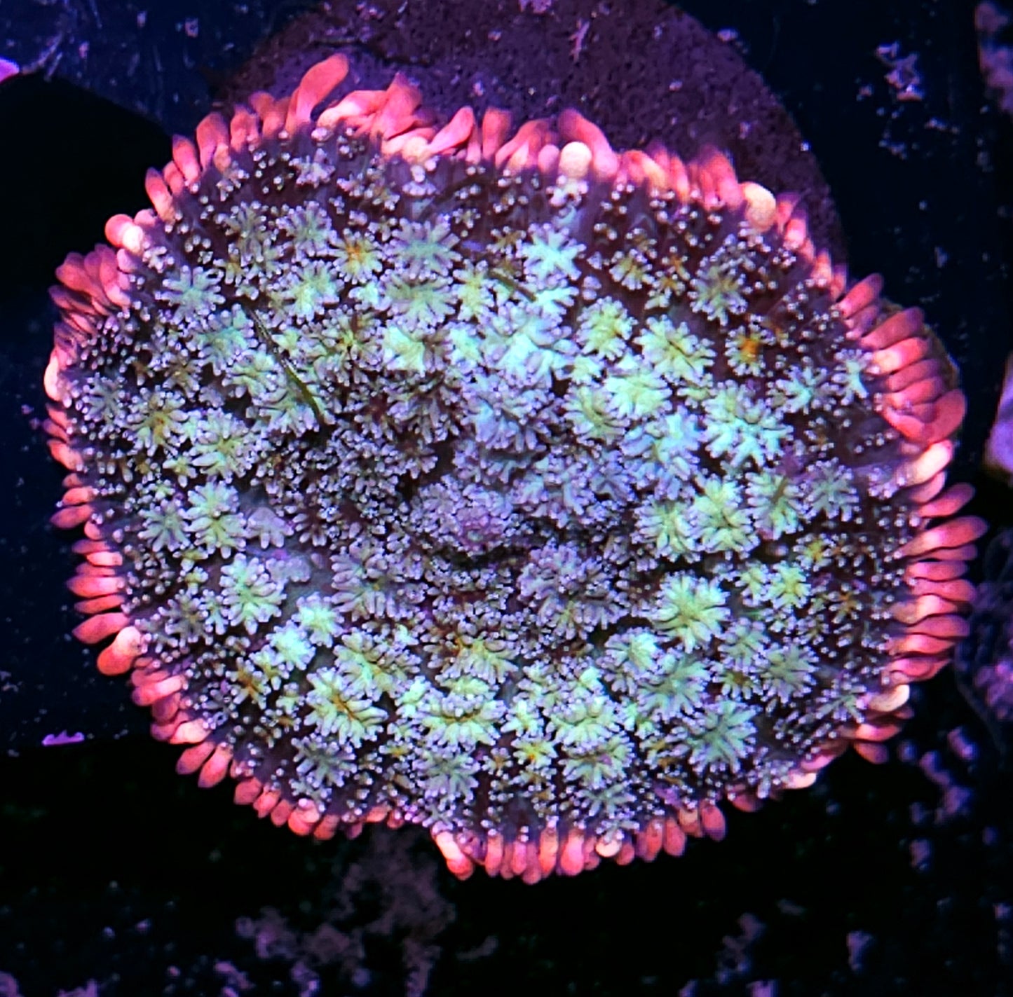 Frankenstein Bounce Mushroom