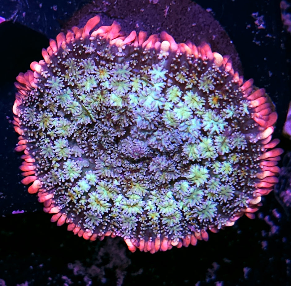 Frankenstein Bounce Mushroom