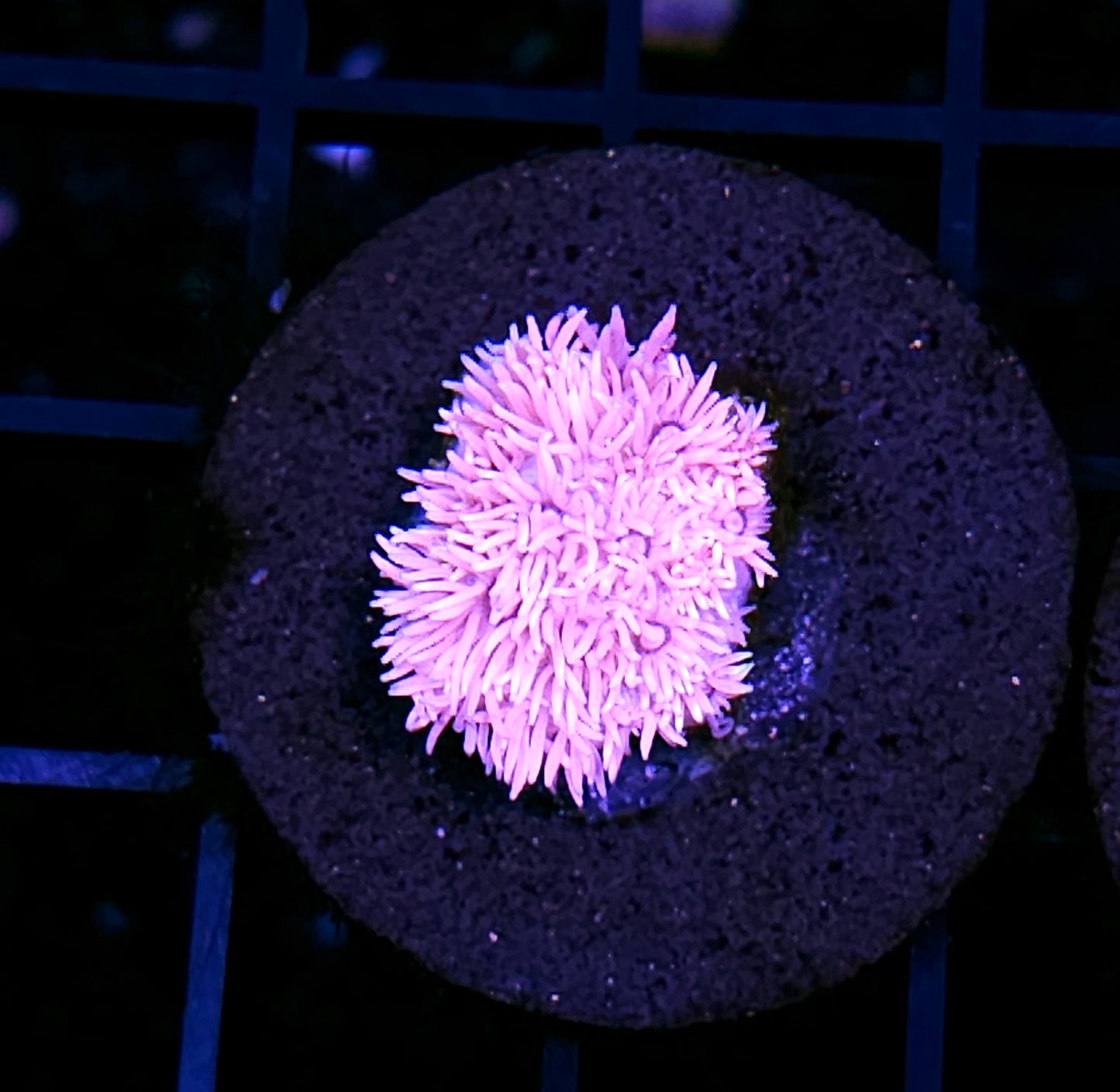 Barbie Girl Goniopora