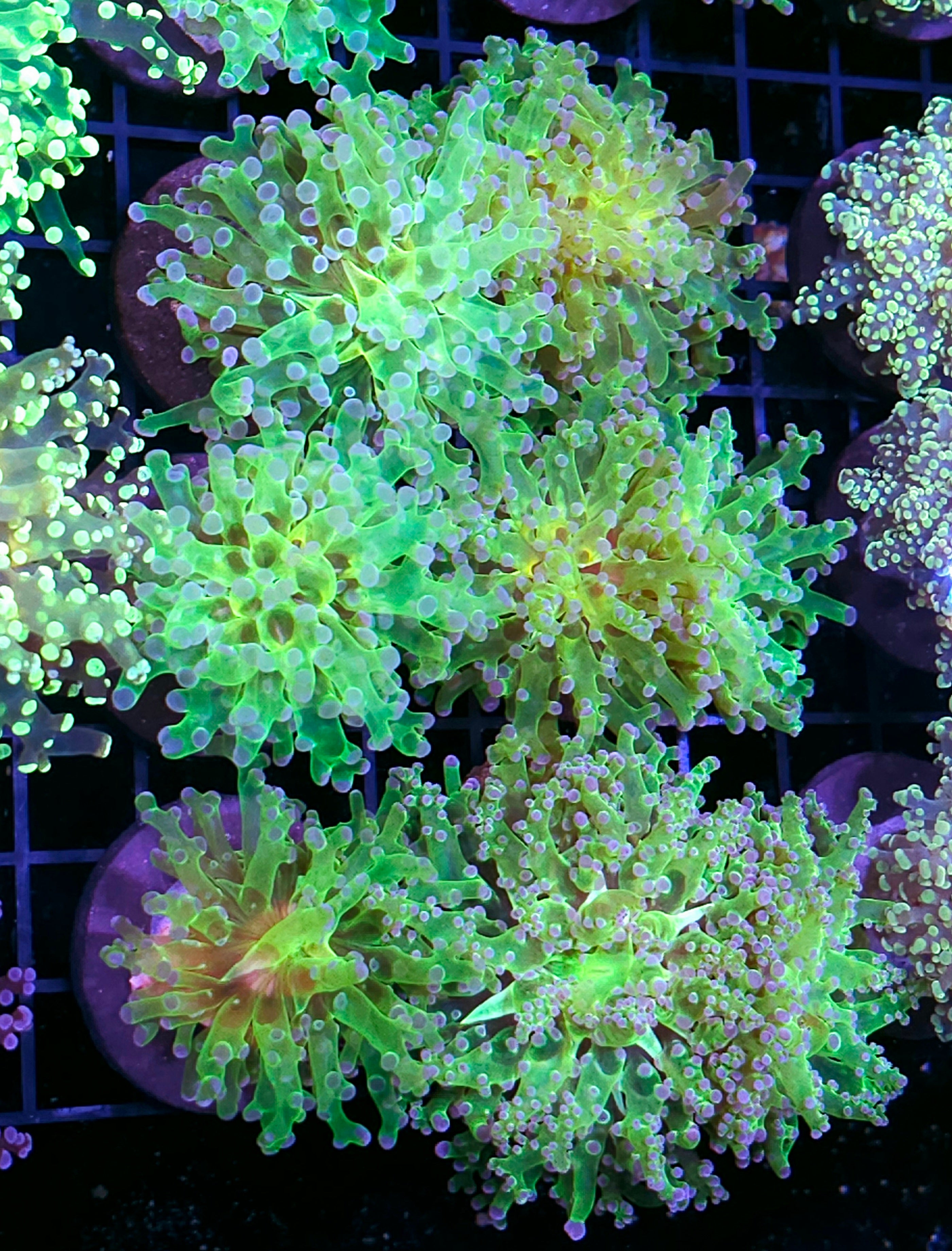LPS Coral – Hellfire Frags
