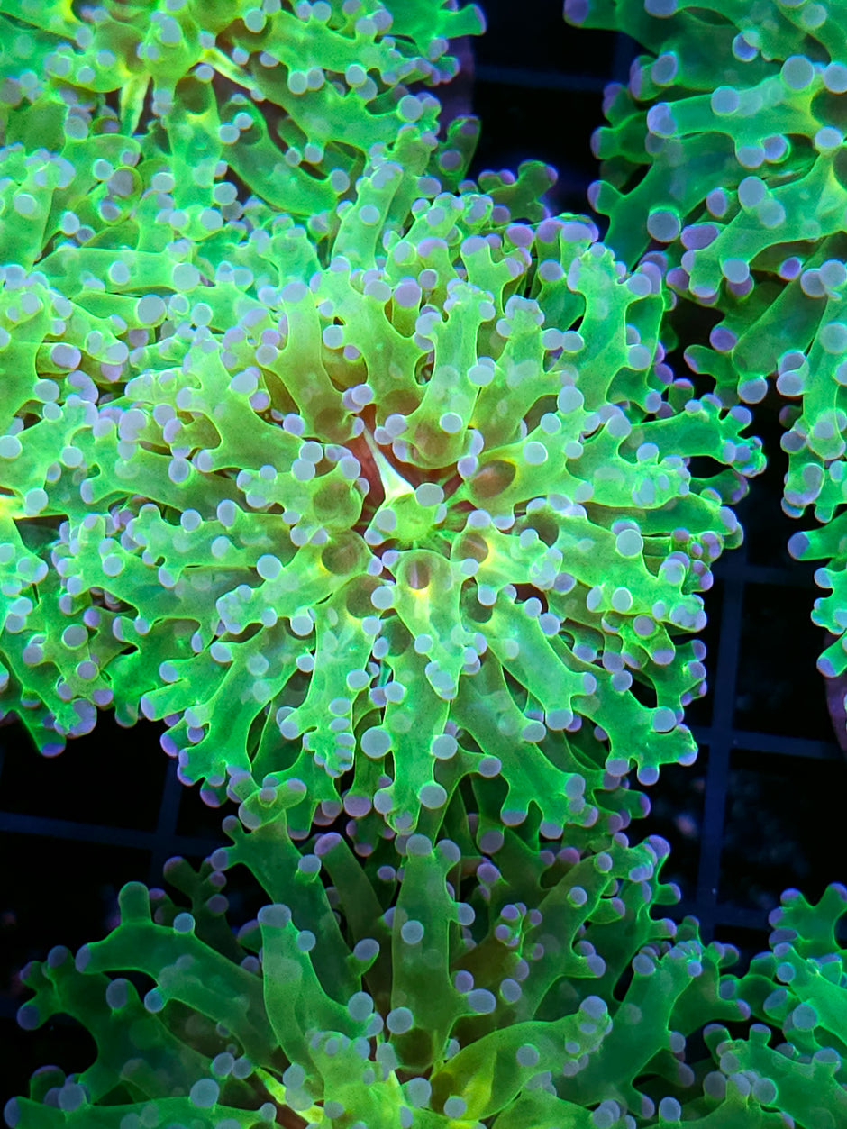 Fat Hercules Frogspawn