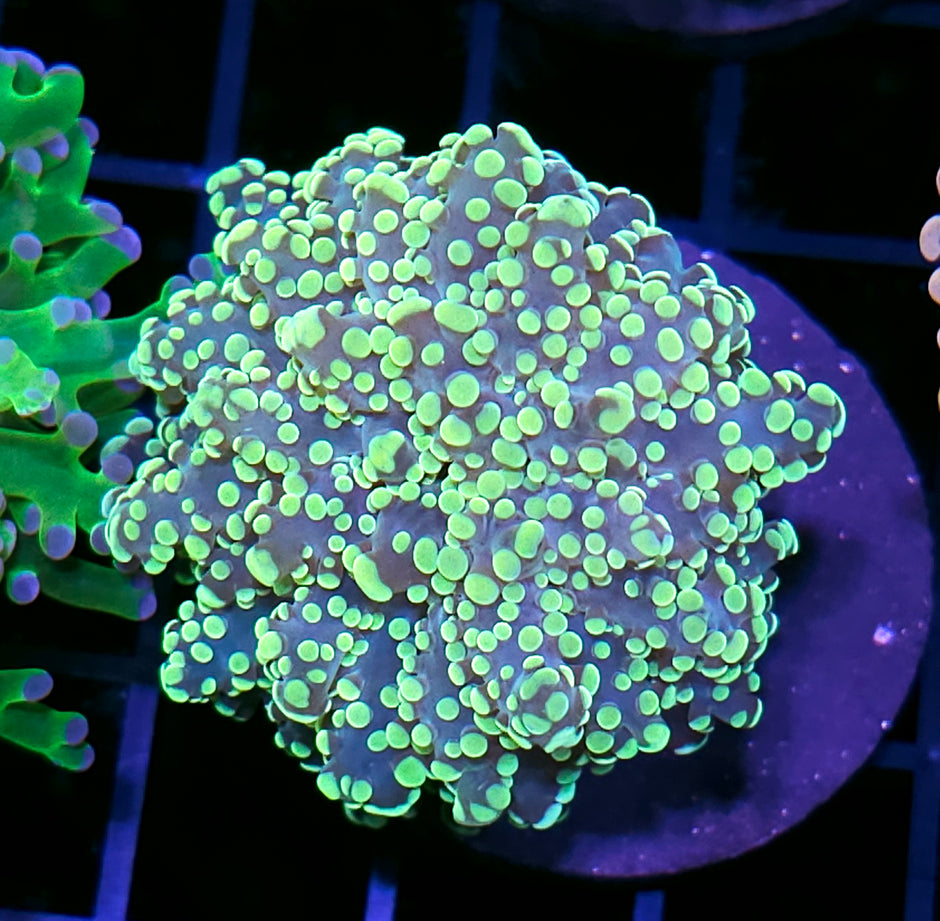 Utopia Yayemensis