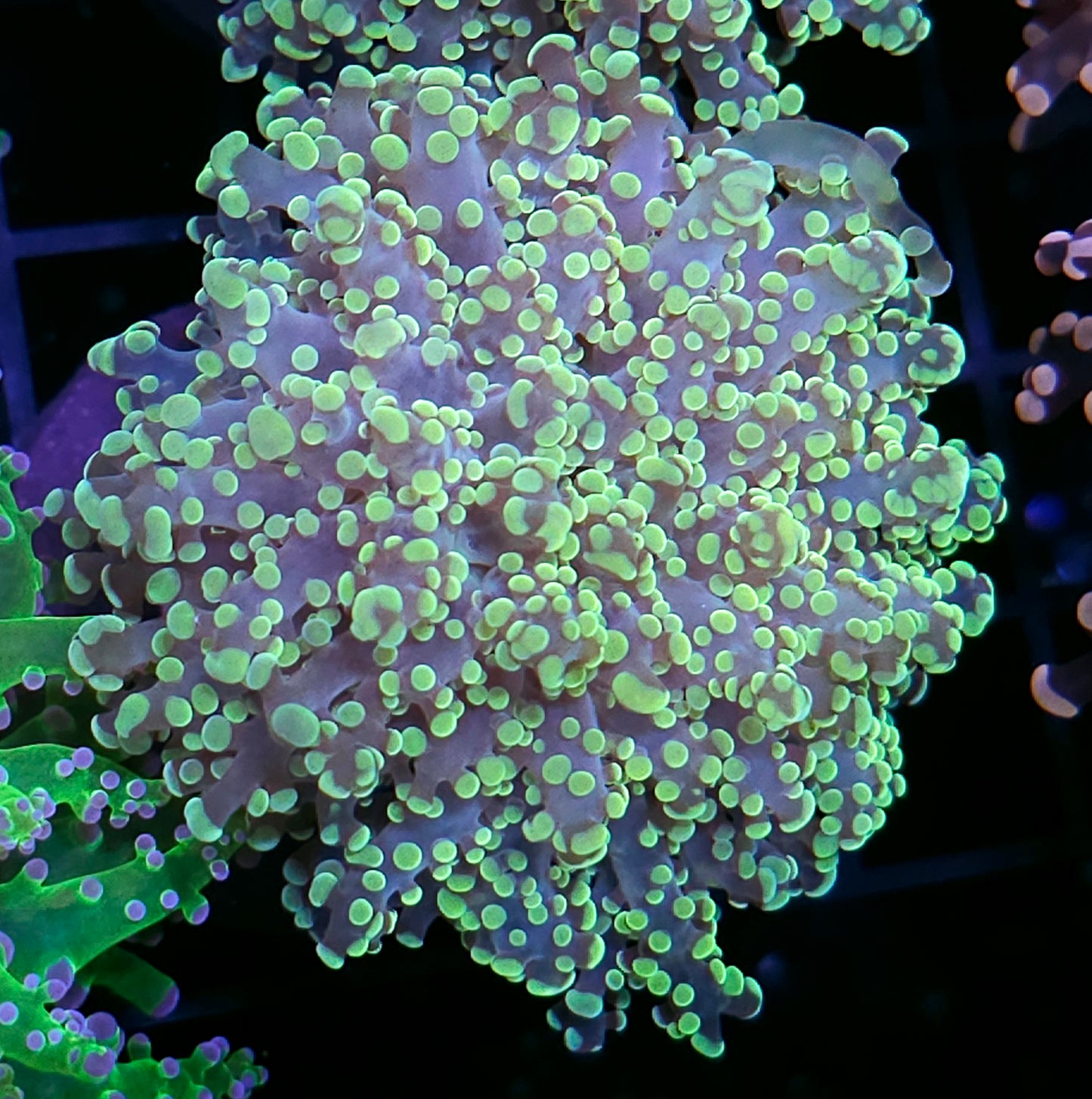 Utopia Yayemensis