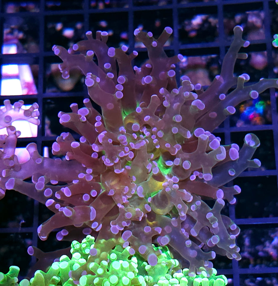 Wanderlust Frogspawn