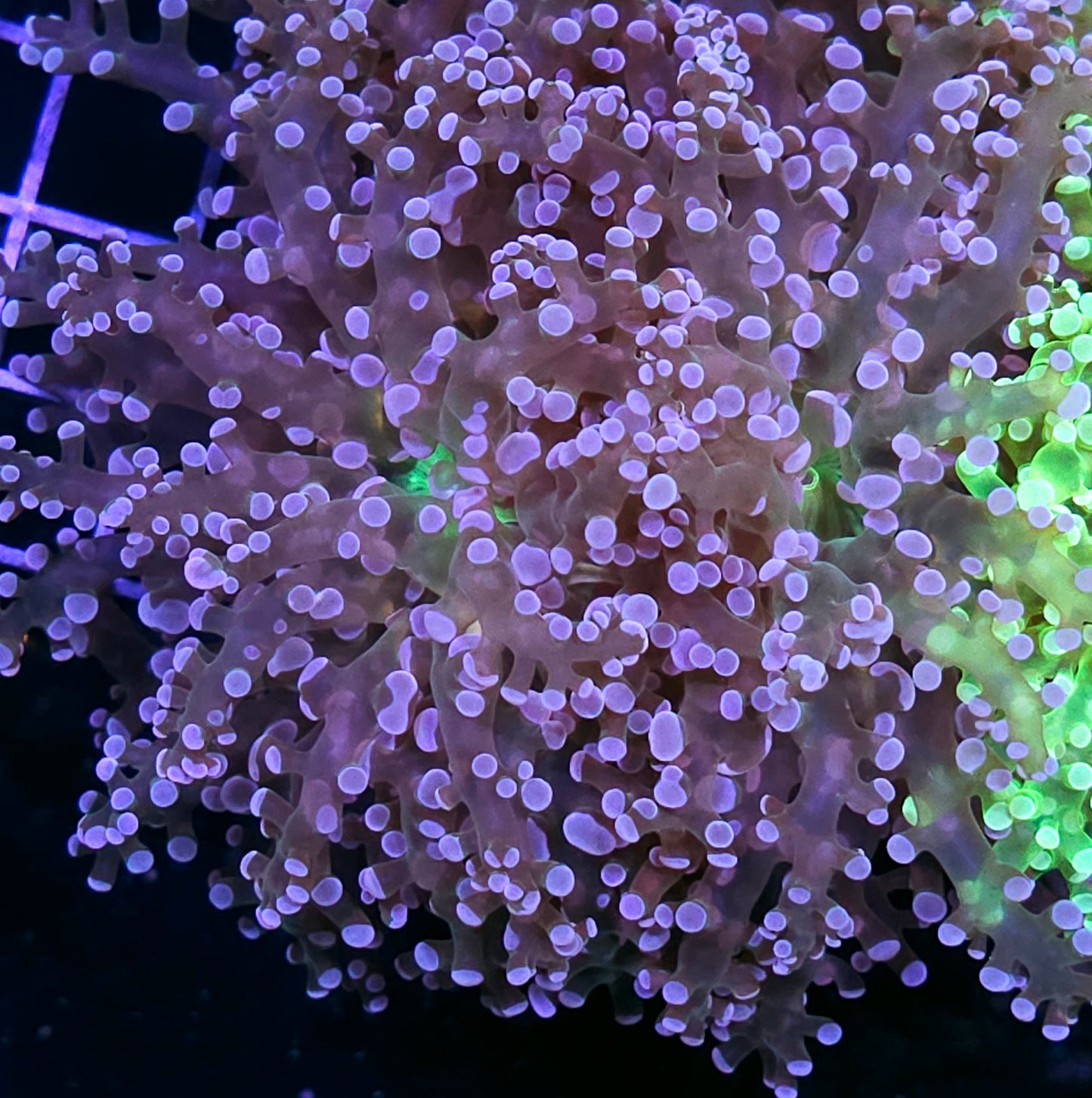 Wanderlust Frogspawn