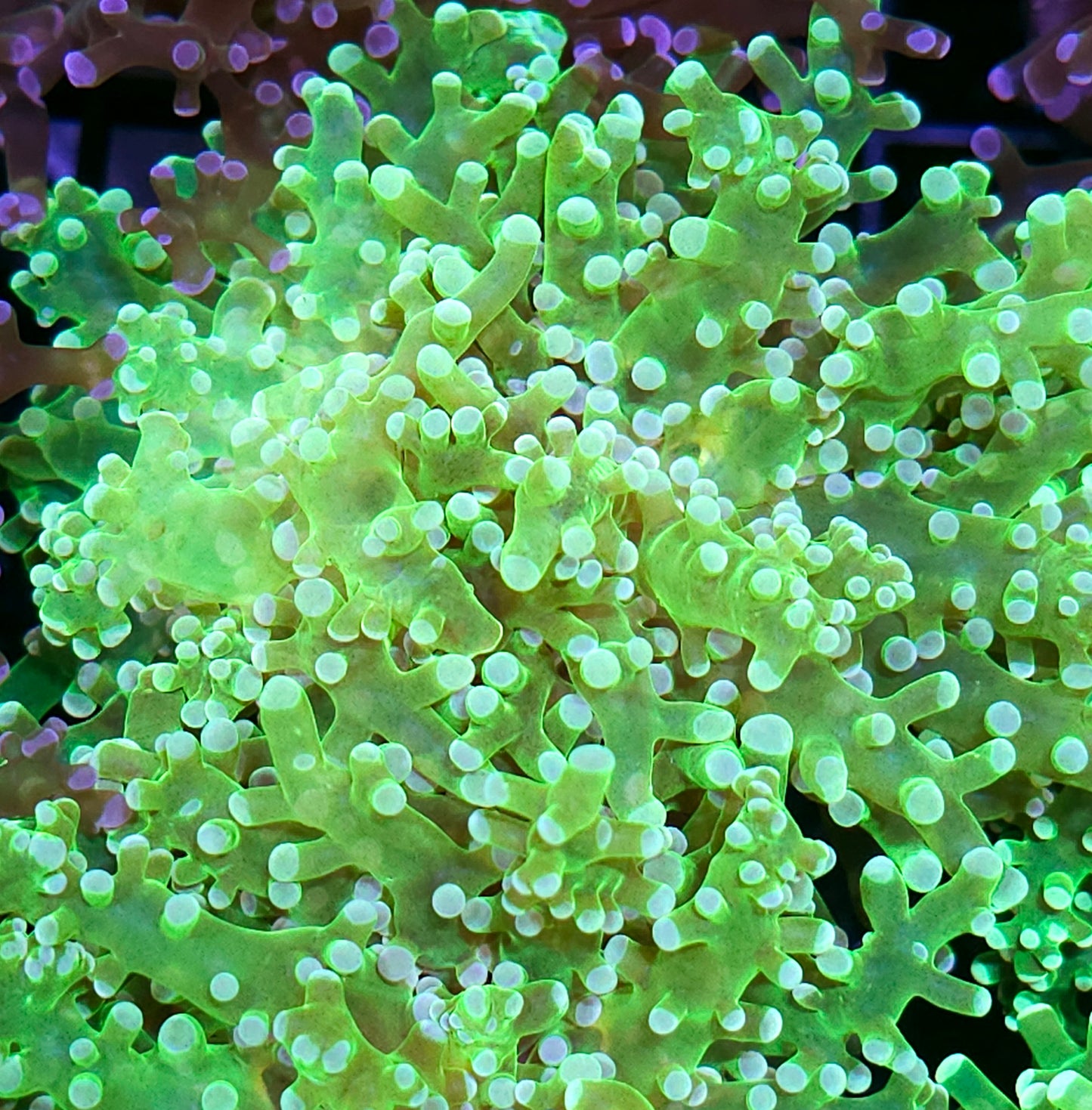 Fat Hercules Frogspawn