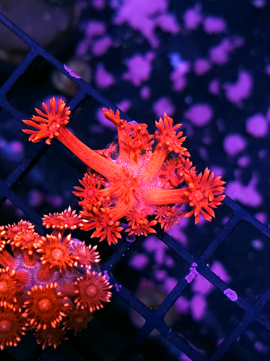 Howling Red Goniopora