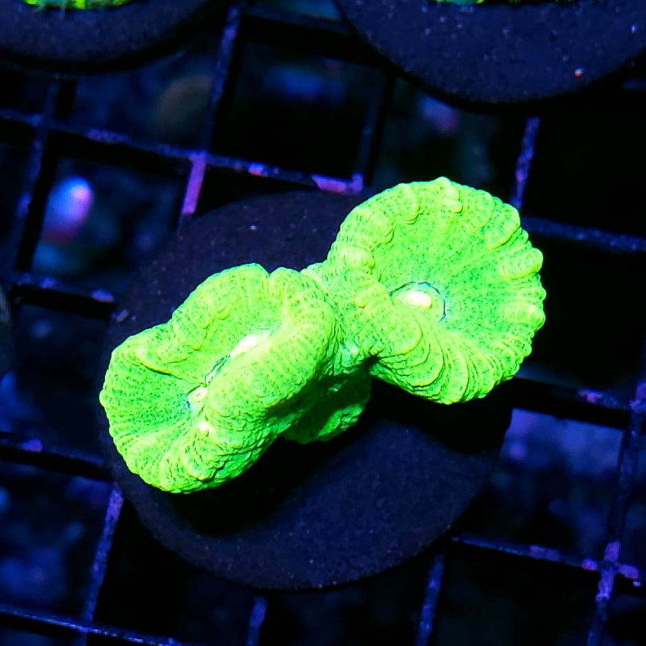 Uranium Candy Cane