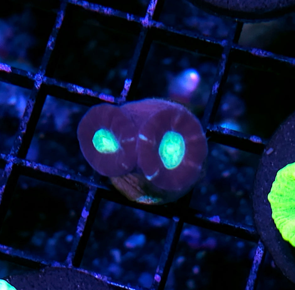Neon Eye Candy Cane