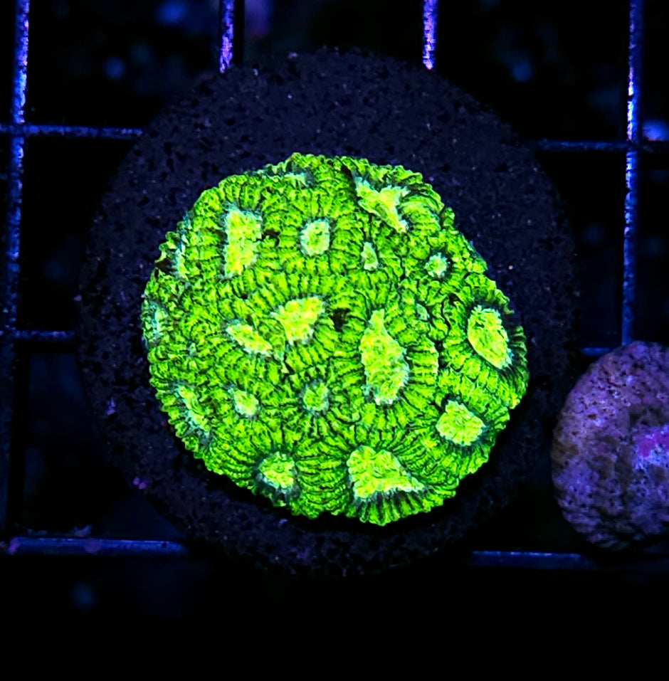 Snot Rockets Micro Favia