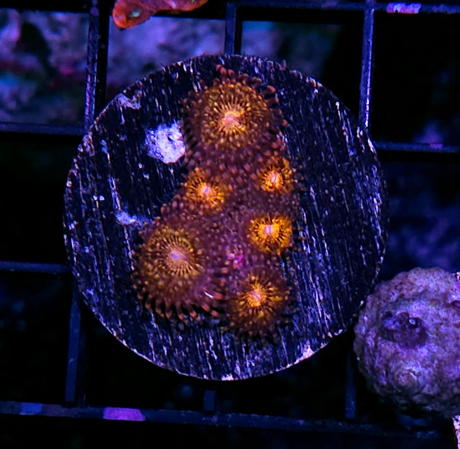 Pandora Zoas