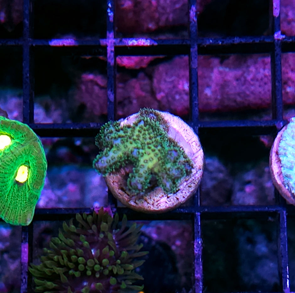 Rainbow Pocilopora