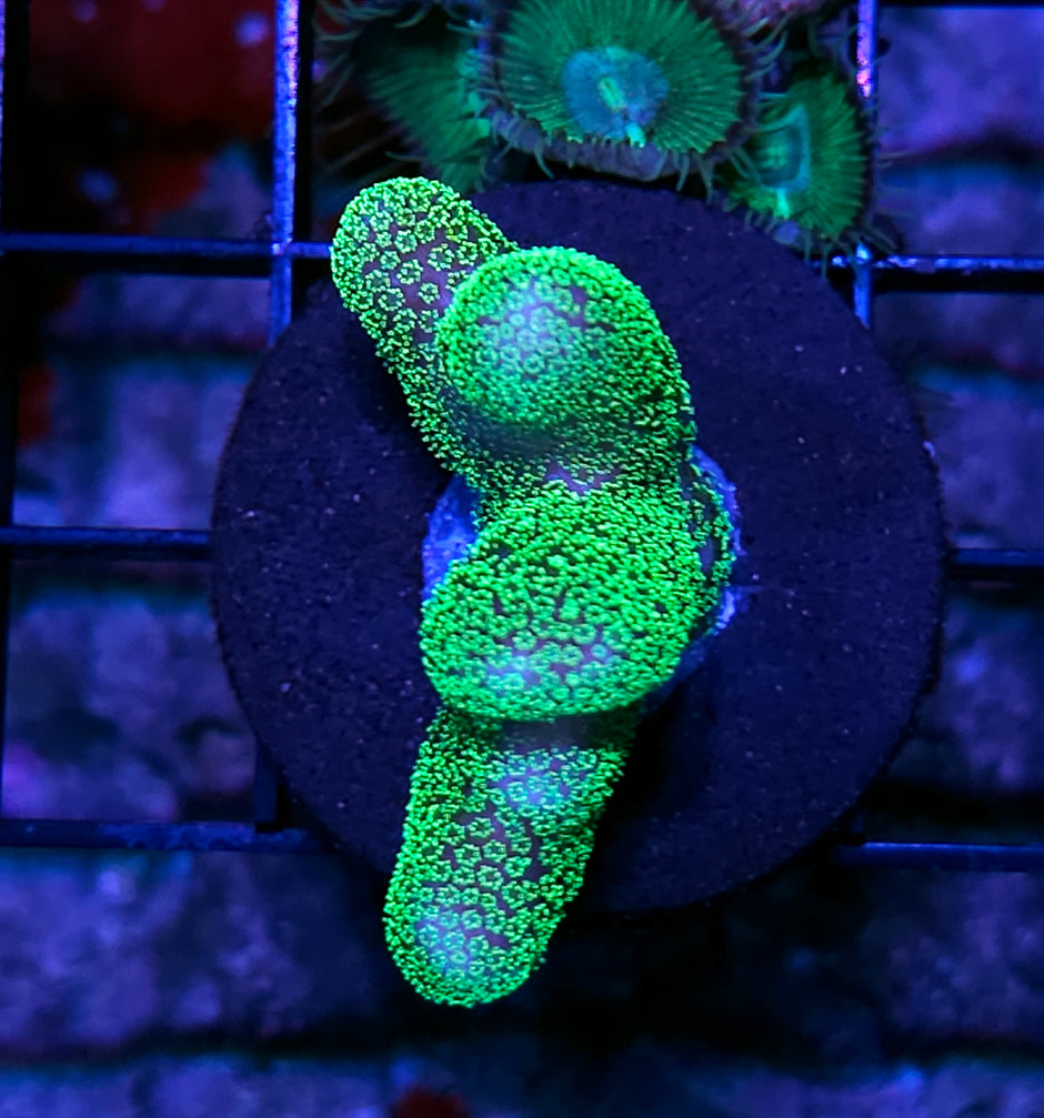Super Neon Stylophora
