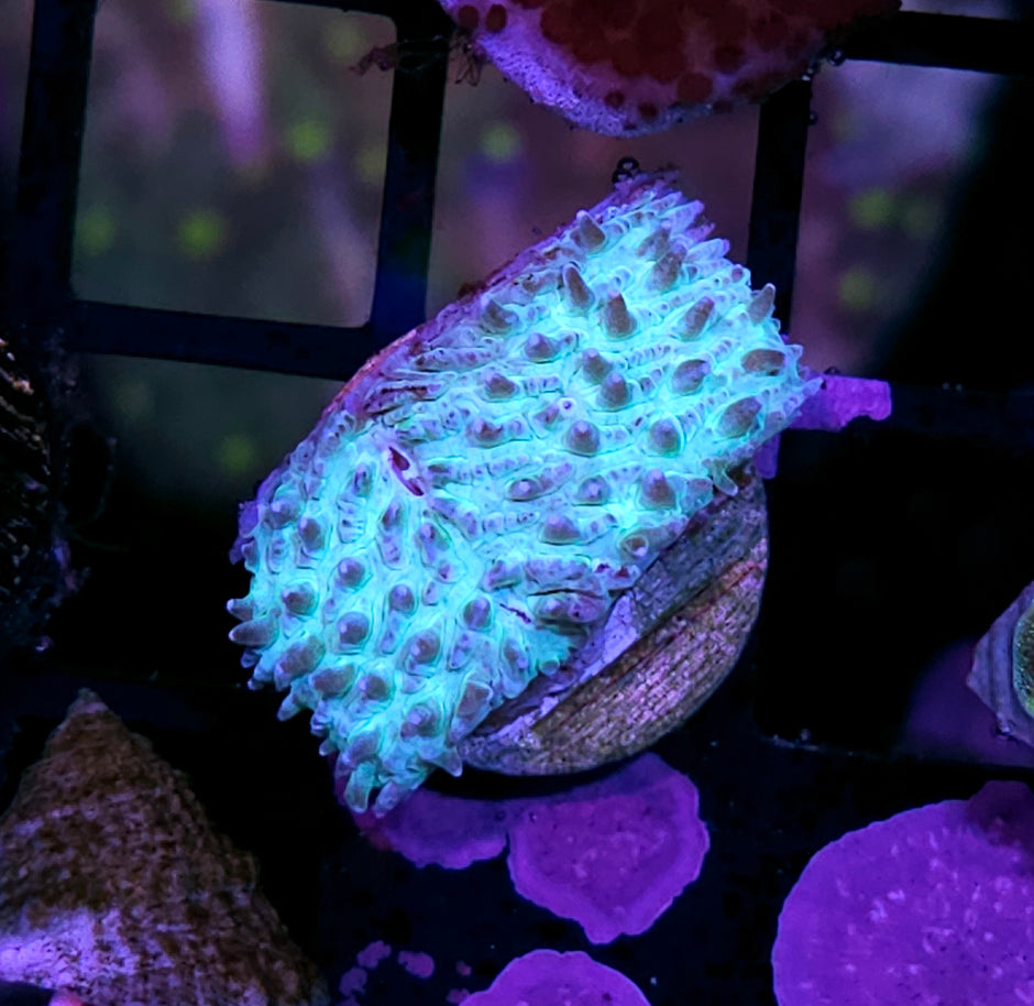 Wintermint Lithophyllon