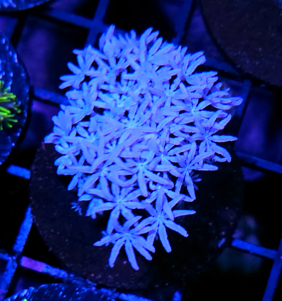 Snowflake Pipe Organ