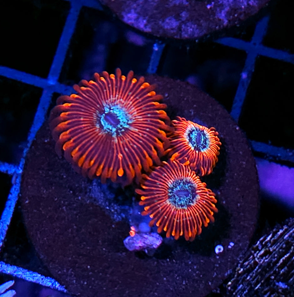 HF Black Magic Zoas