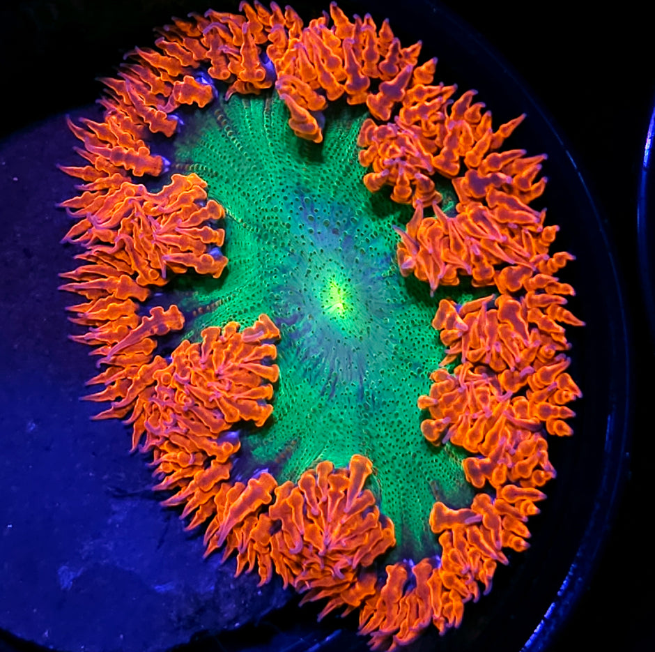 Gamma Rays Flower Anemone