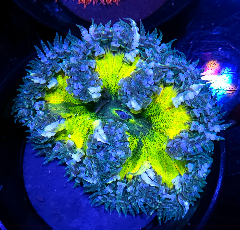 Splatter Flower Anemone