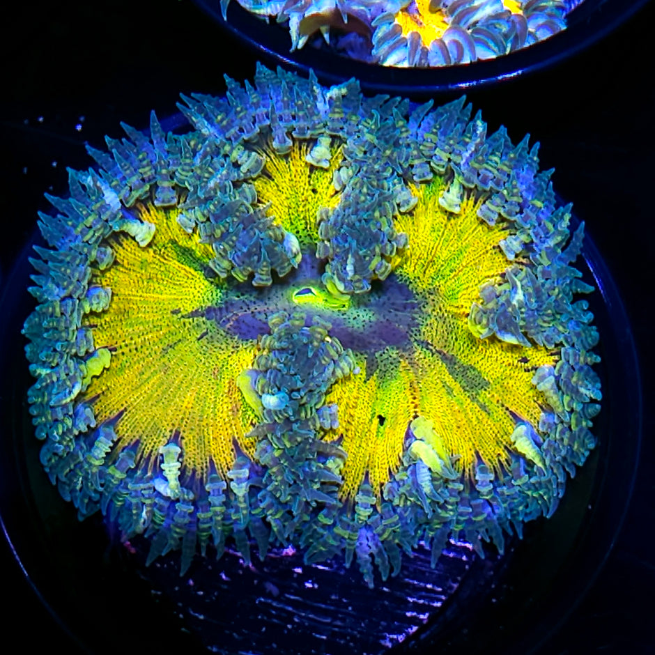 Rainbow Splatter Flower Anemone