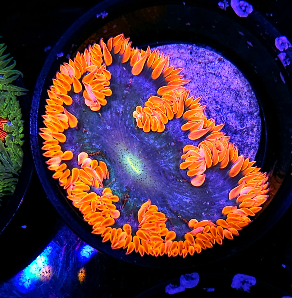 Mamas Flower Deal
