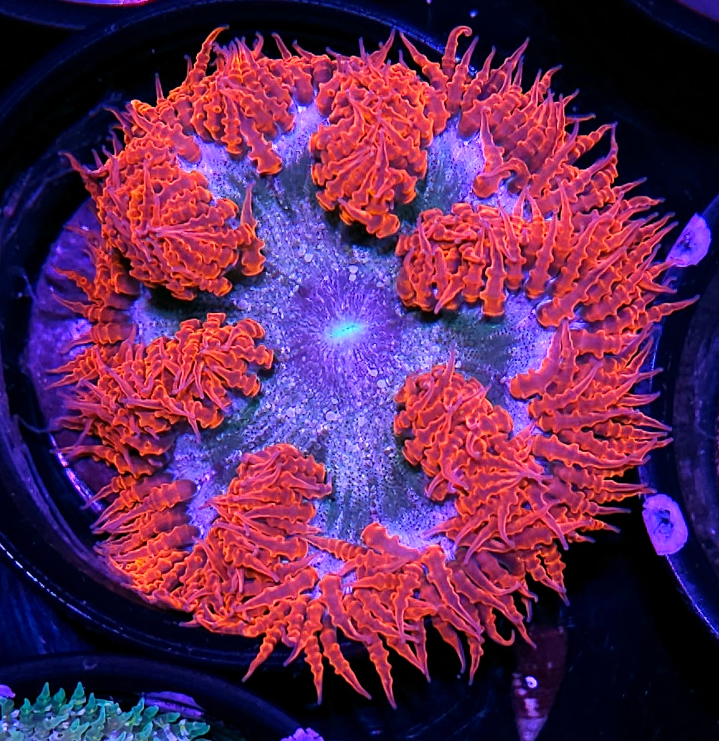 Mamas Flower Deal