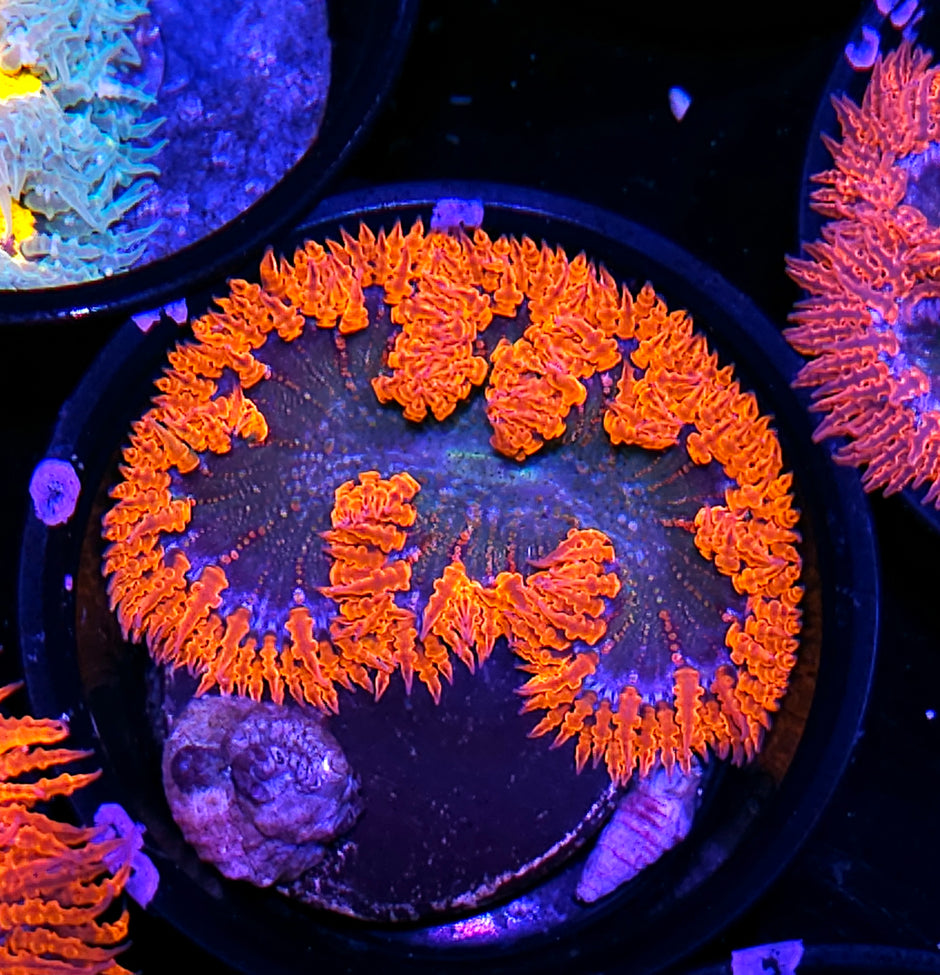 Mamas Flower Deal