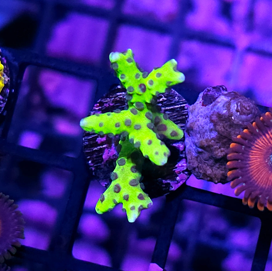 HF Bioluminescent Anacropora