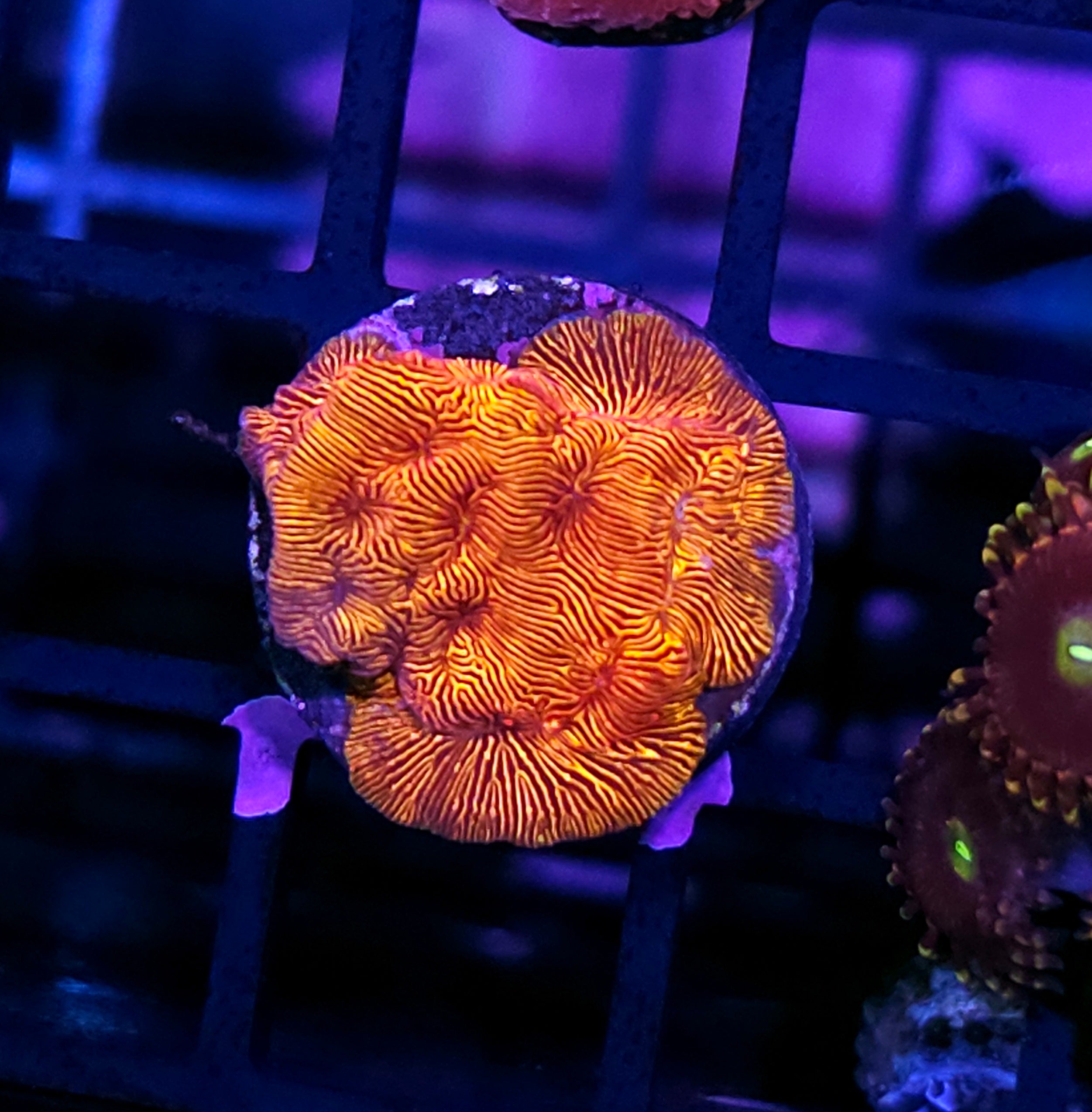 SPS Coral – Hellfire Frags