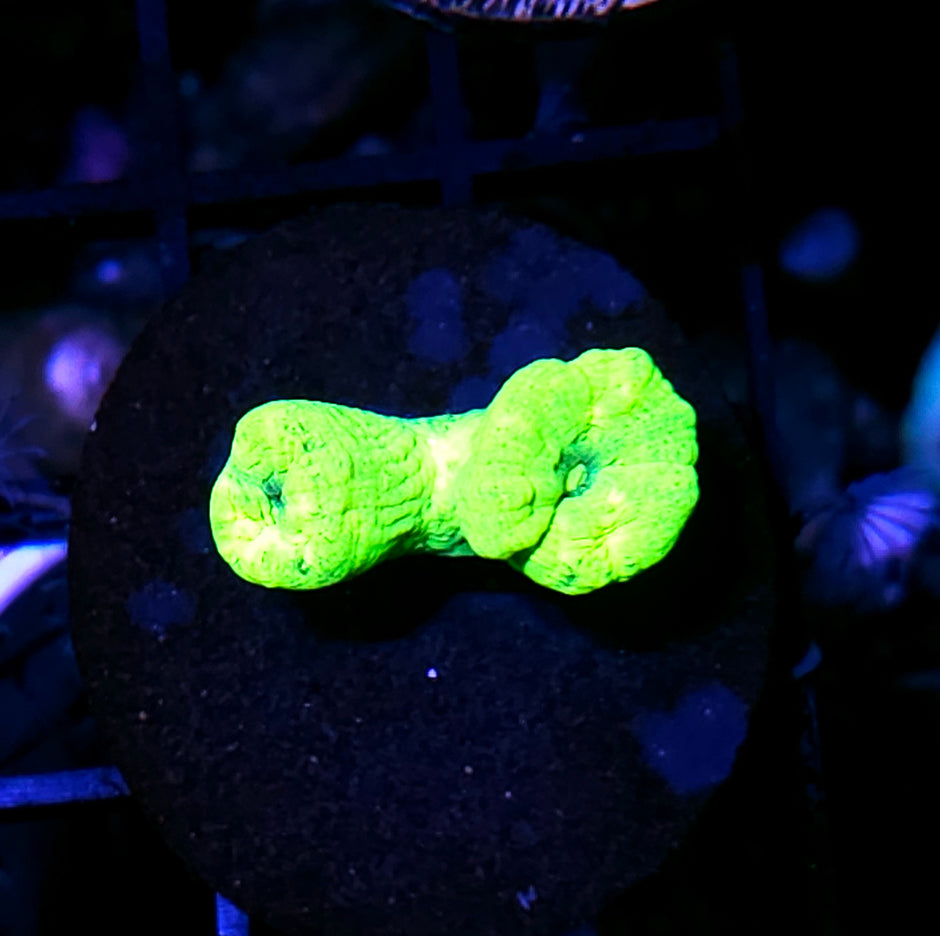 Kryptonite Candy Cane