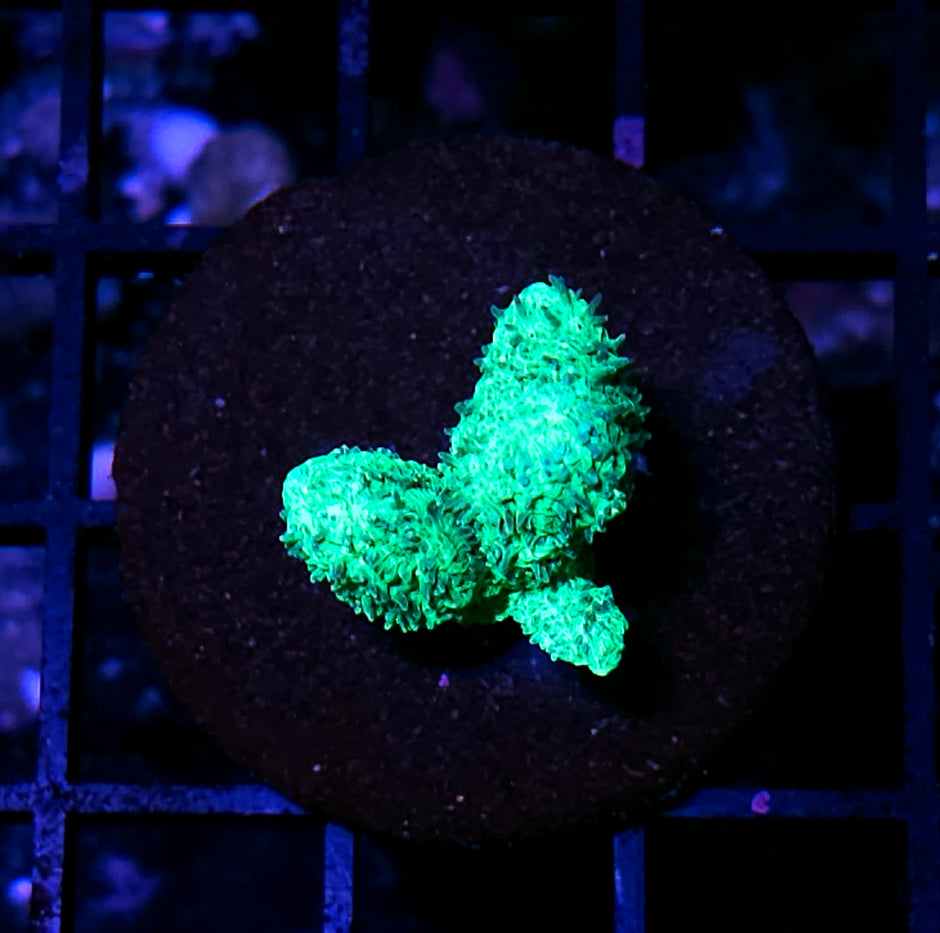 Neon Green Branching Hydnophora