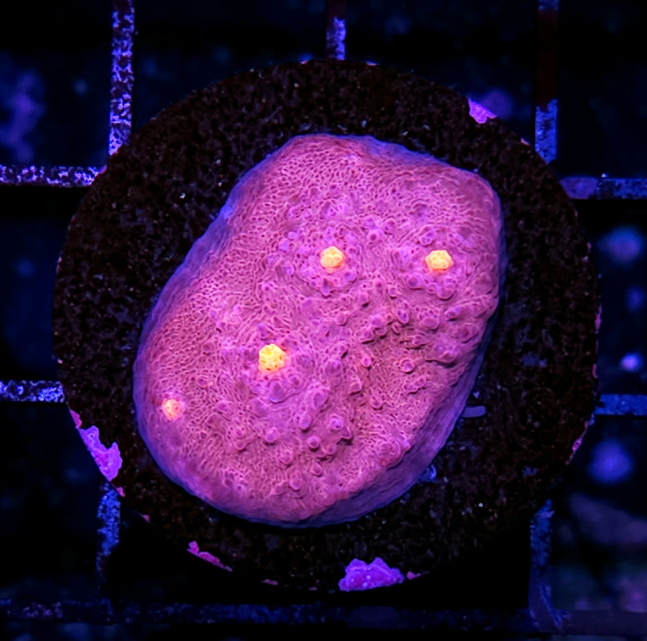 HF Pink Lemonade Chalice