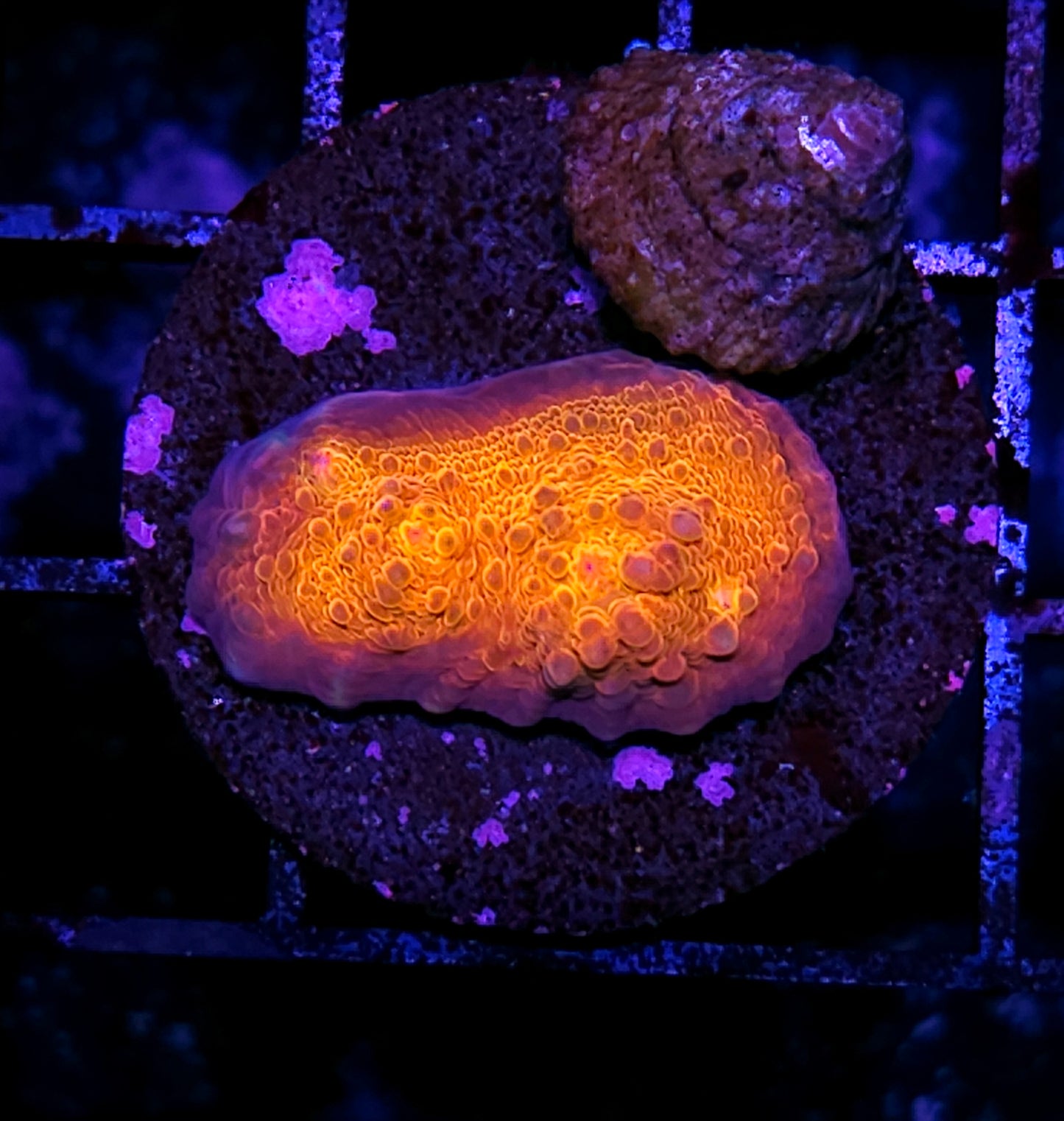 HF Omniscient Orange Chalice