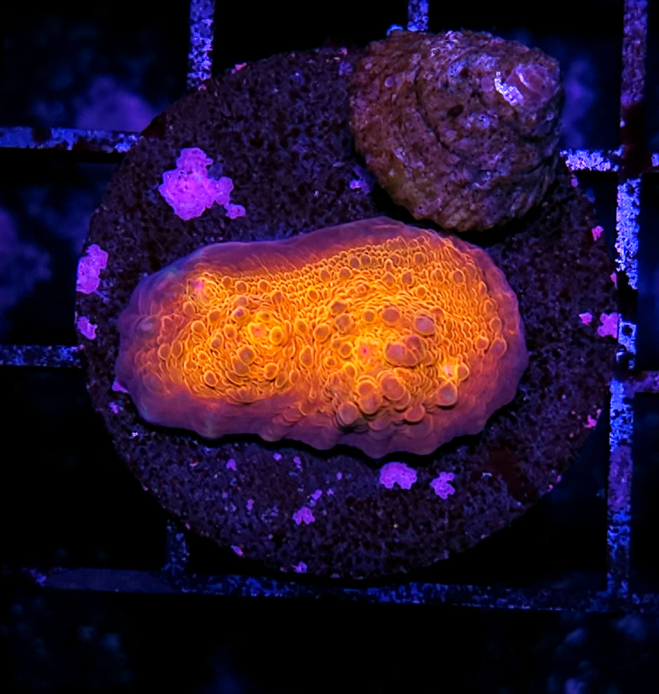 HF Omniscient Orange Chalice