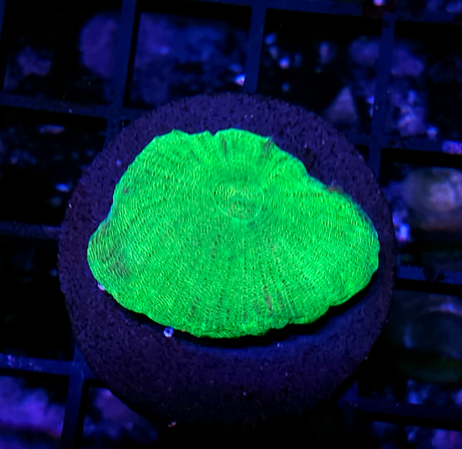Plutonium Moselaya