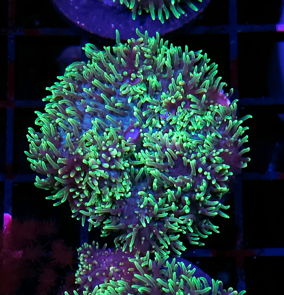 HF Shag Daddy Carpet Mushroom