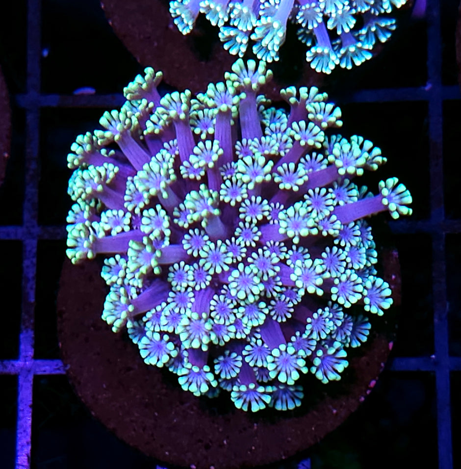 Ultra Alveopora