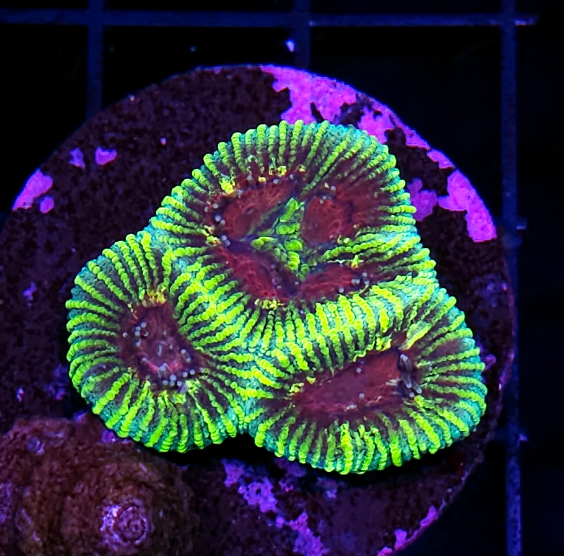 All Coral – Page 2 – Hellfire Frags