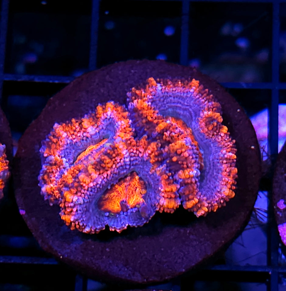 Maleficent Acan